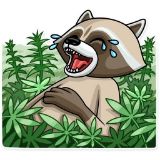 /blog/raccoon-telegram-stickers