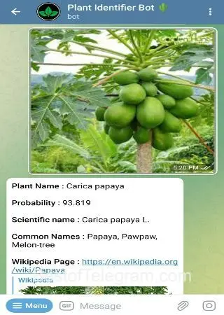 Plant Identifier Bot preview 2