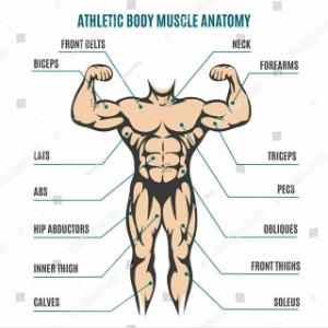 Muscle Morphology