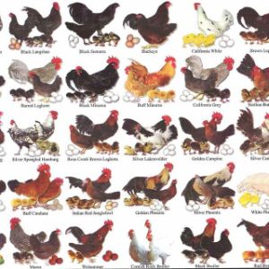 Poultry Farming