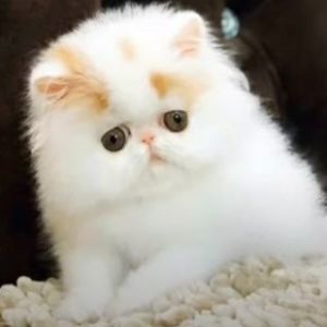 Persian Cats India