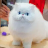 😻 𝐏𝐞𝐫𝐬𝐢𝐚𝐧 𝐂𝐚𝐭𝐬 𝐈𝐧𝐝𝐢𝐚